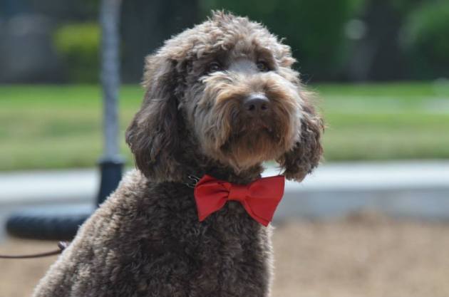 1002359_10151801786699467_1218748844_n