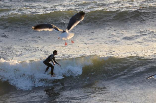 Santa Monica surfer and seagull