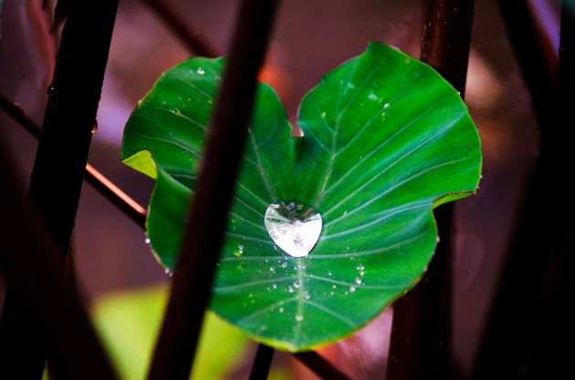 Fullerton Arboretum after the rain 091