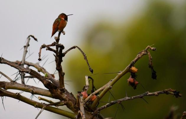 Fullerton Arboretum after the rain 177
