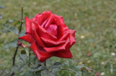 Hawk's Head in Oak Glen (4)