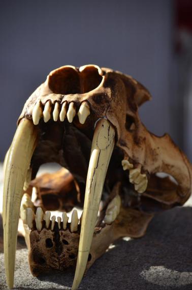 San Diego Zoo Anniversary Trip 290