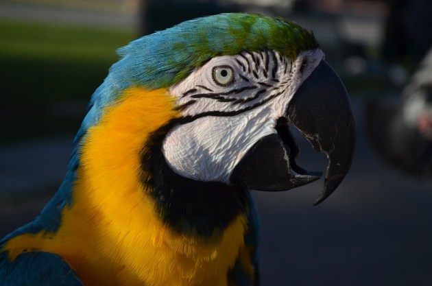 Santa Monica with Nikon D5100 010