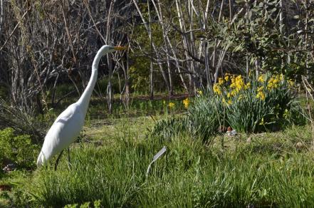 Mr Crane and I Take a Walk (4)