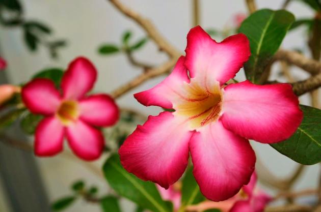 Perky Pink Plumeria