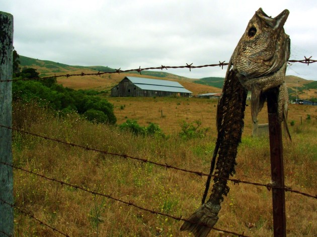 Point and shoot camera used