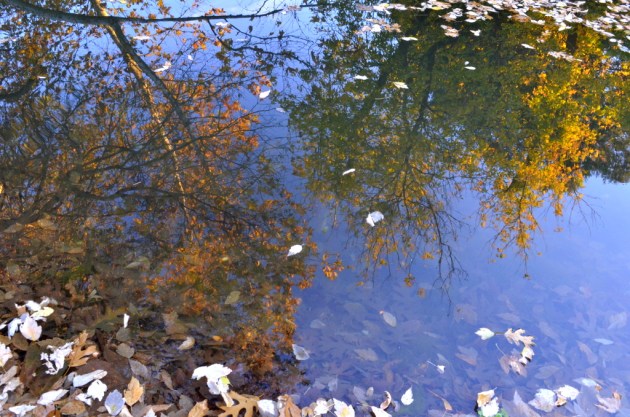 Reflection of Fall