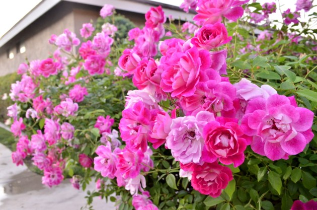 Front Door Roses