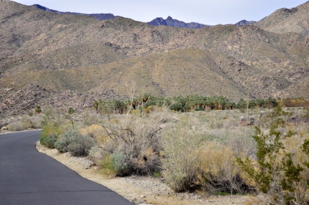 Hiking Andreas Canyon, part 1 of 2 (4)