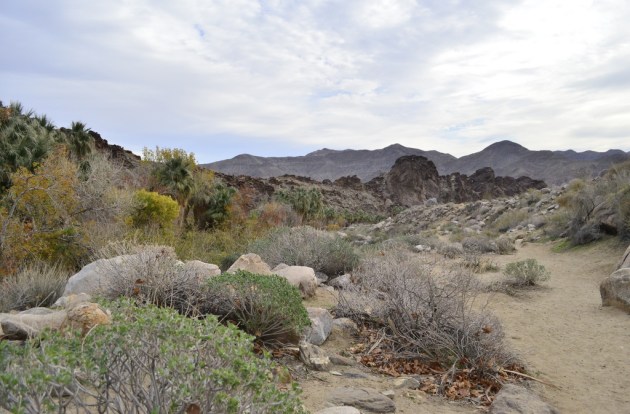 Hiking Andreas Canyon, Part 2 of 2 (2)