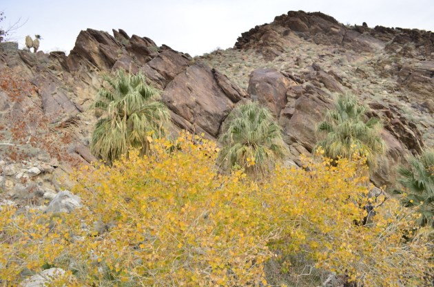 Hiking Andreas Canyon, Part 2 of 2 (3)