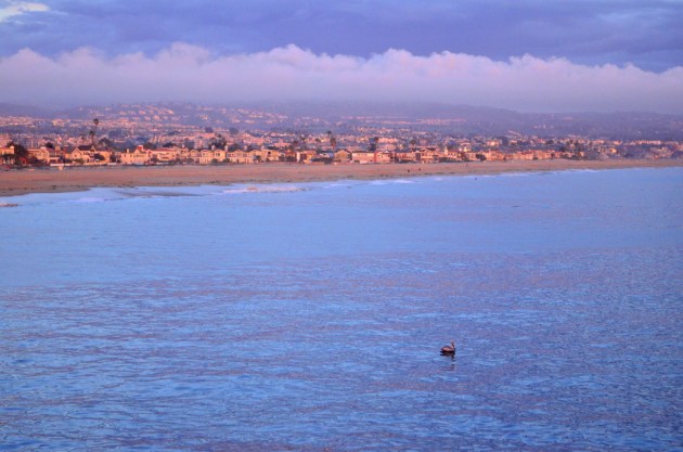 Lone Pelican Floating