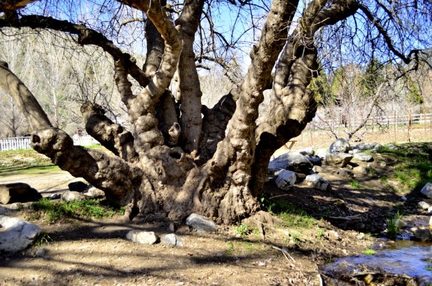Gnarly Old Tree