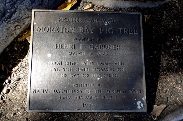 Old Man Fig of Orange (2)