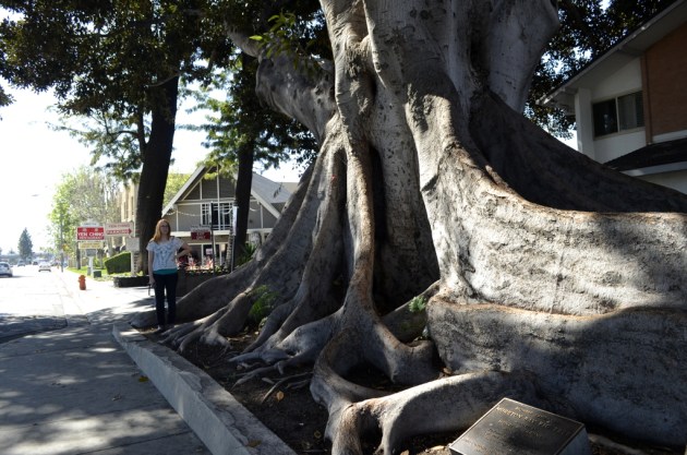 Old Man Fig of Orange (3)