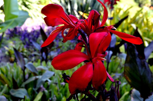 Red Lily