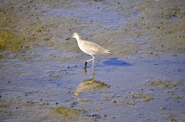 Shadow and Reflection
