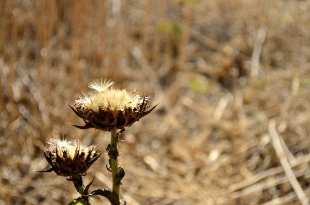 Prickly Seedpod