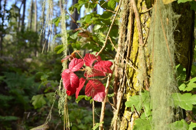 Weekly Photo Challenge, Close Up