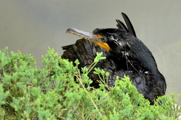 Beautiful Black Bird