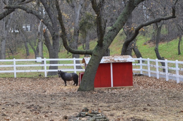Small horse, small red barn