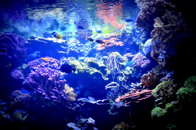 Colors Under Water