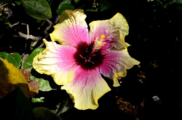 Tri-color Hibiscus