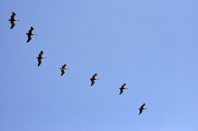 Seven Pelicans Gliding