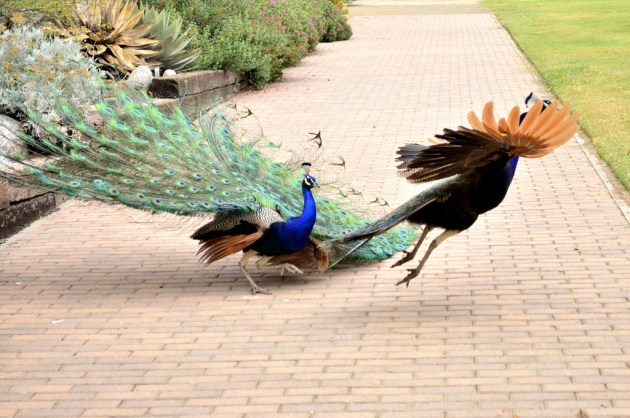 Weekly Photo Challenge, Spare