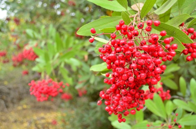 red-berries