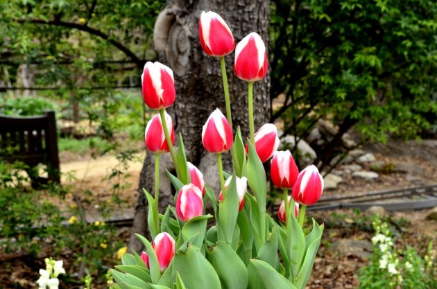 descanso-tulips