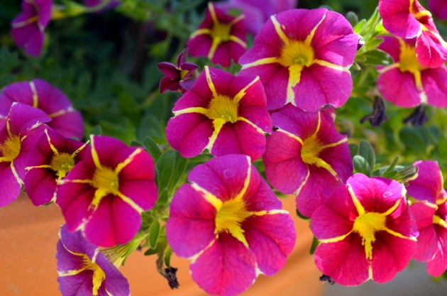 pink-petunia